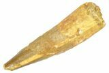 Fossil Spinosaurus Tooth - Real Dinosaur Tooth #363071-1